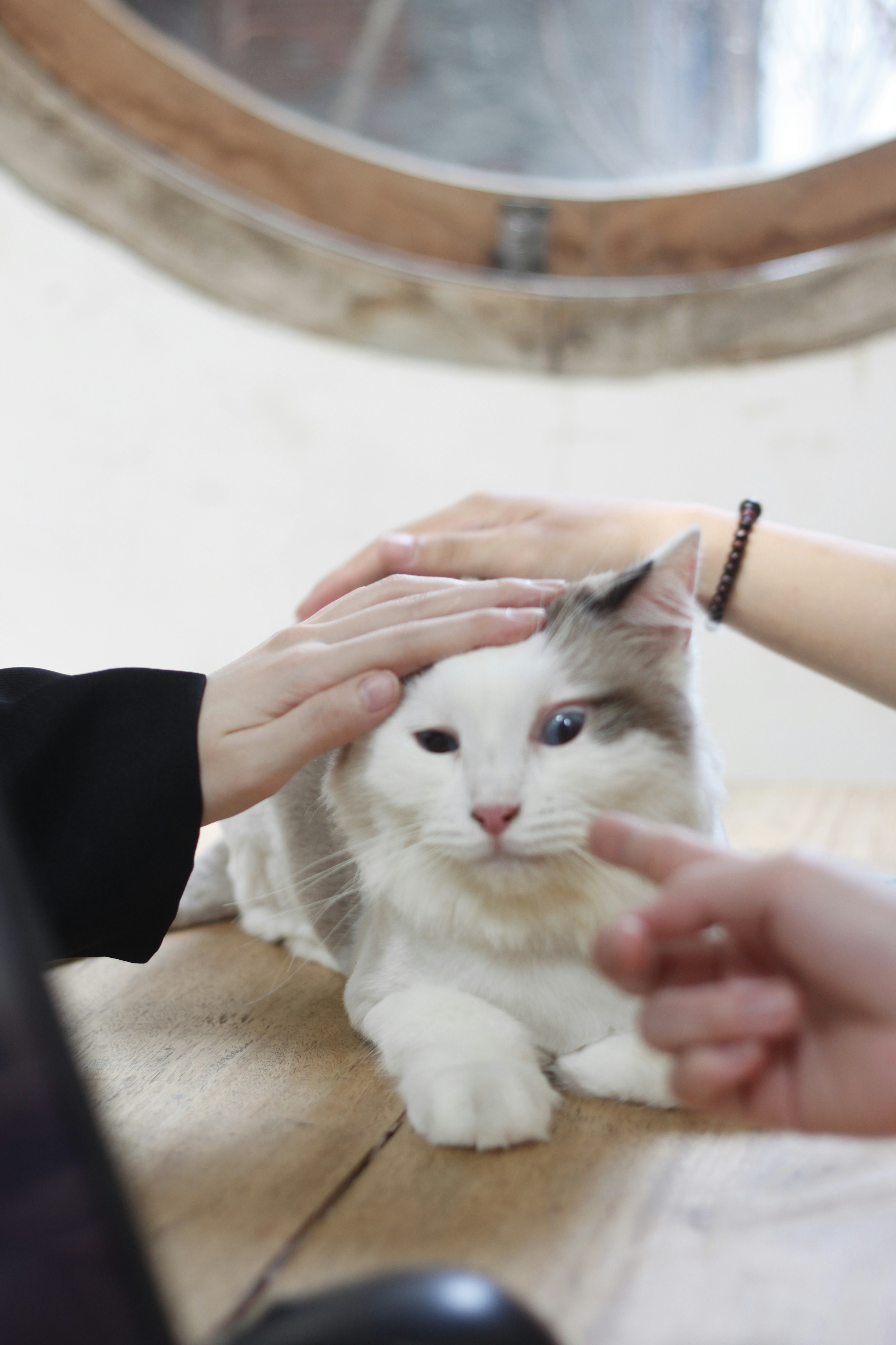 Proper handling of a parrot during grooming