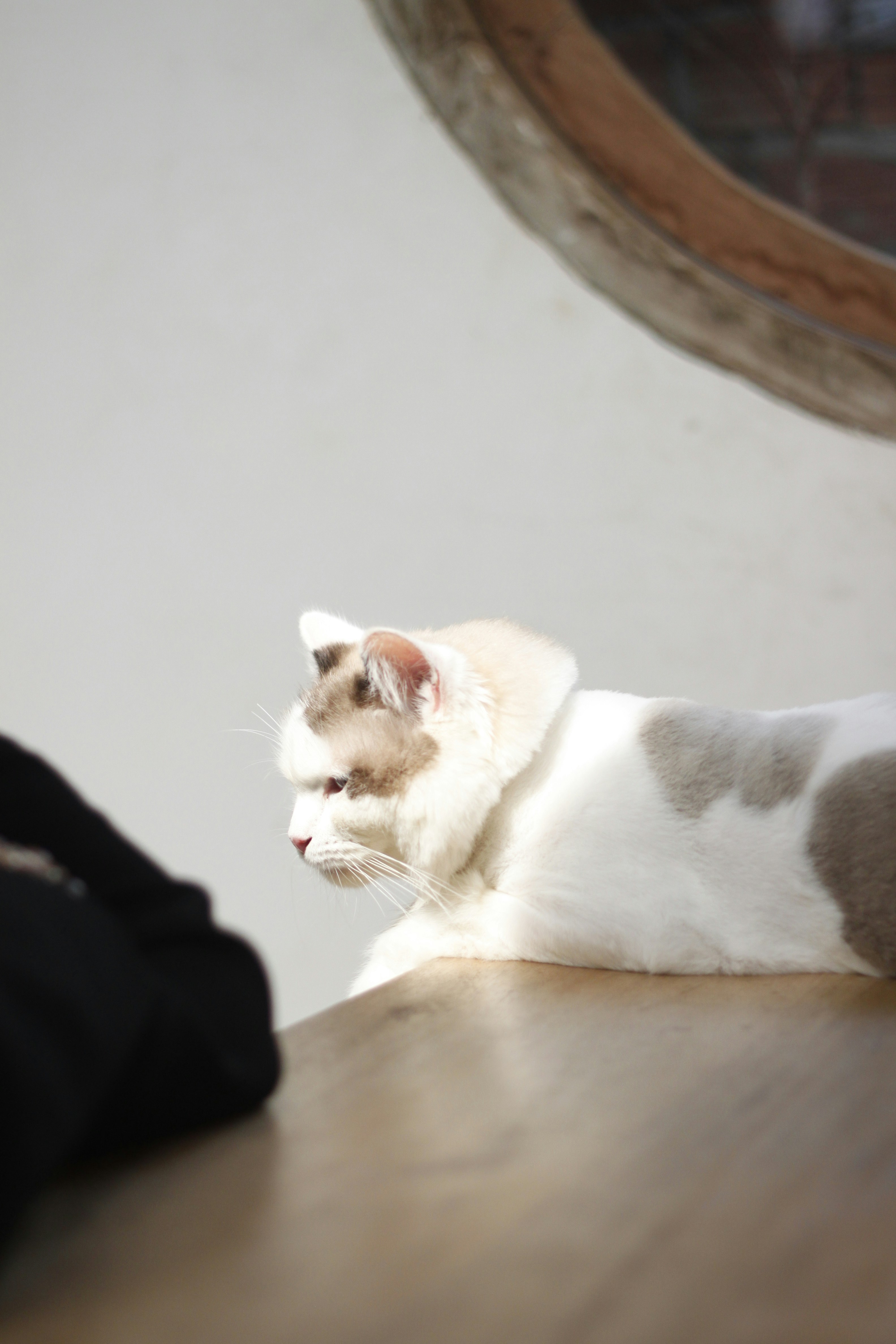 Massage Your Cat’s Ears or Paws (image credits: unsplash)