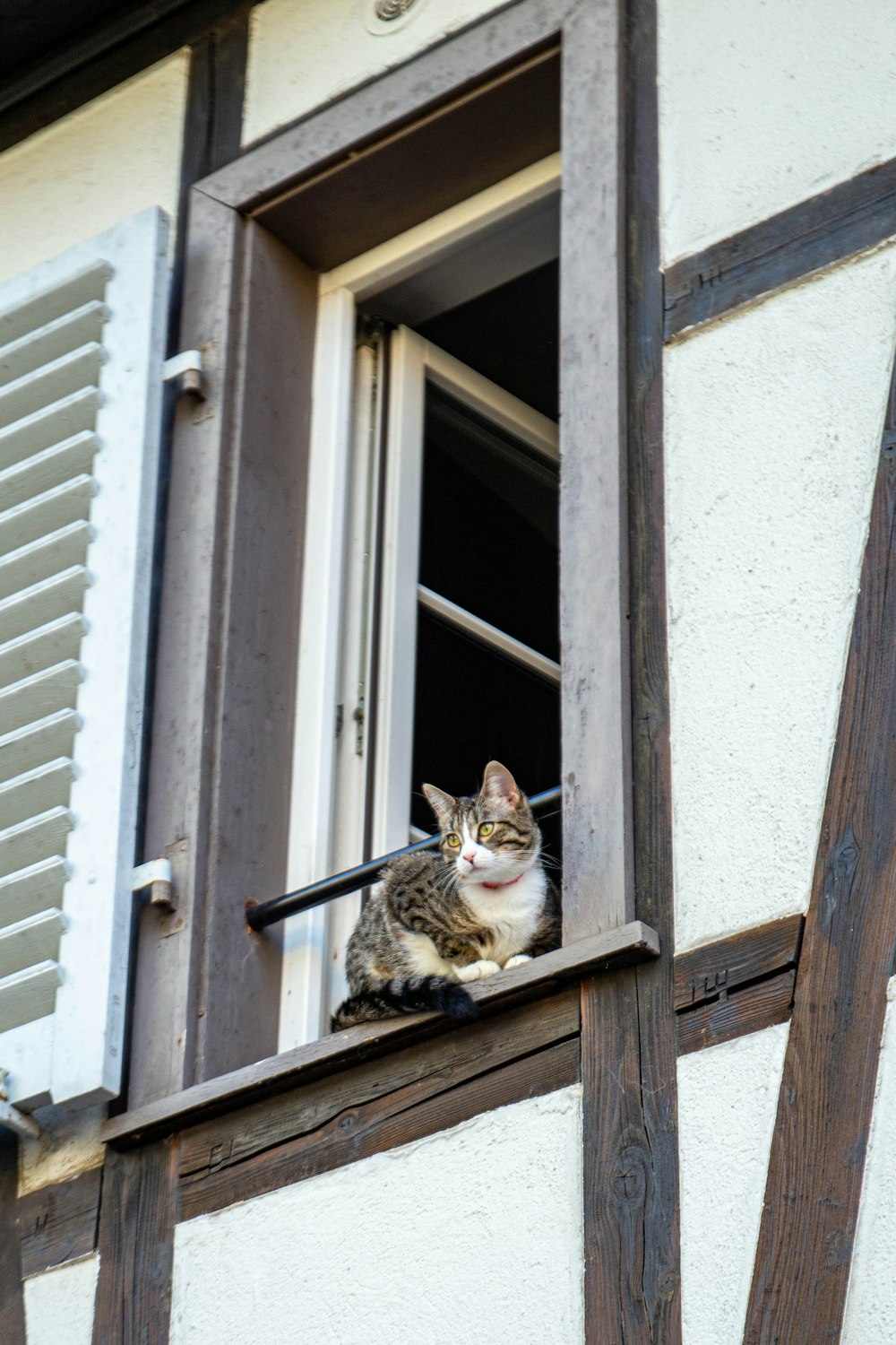 eine Katze, die auf einem Fensterbrett sitzt