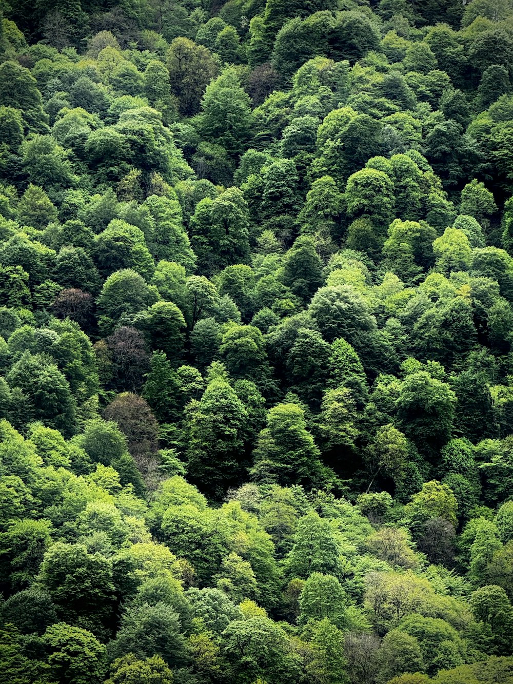 a large group of trees in the middle of a forest