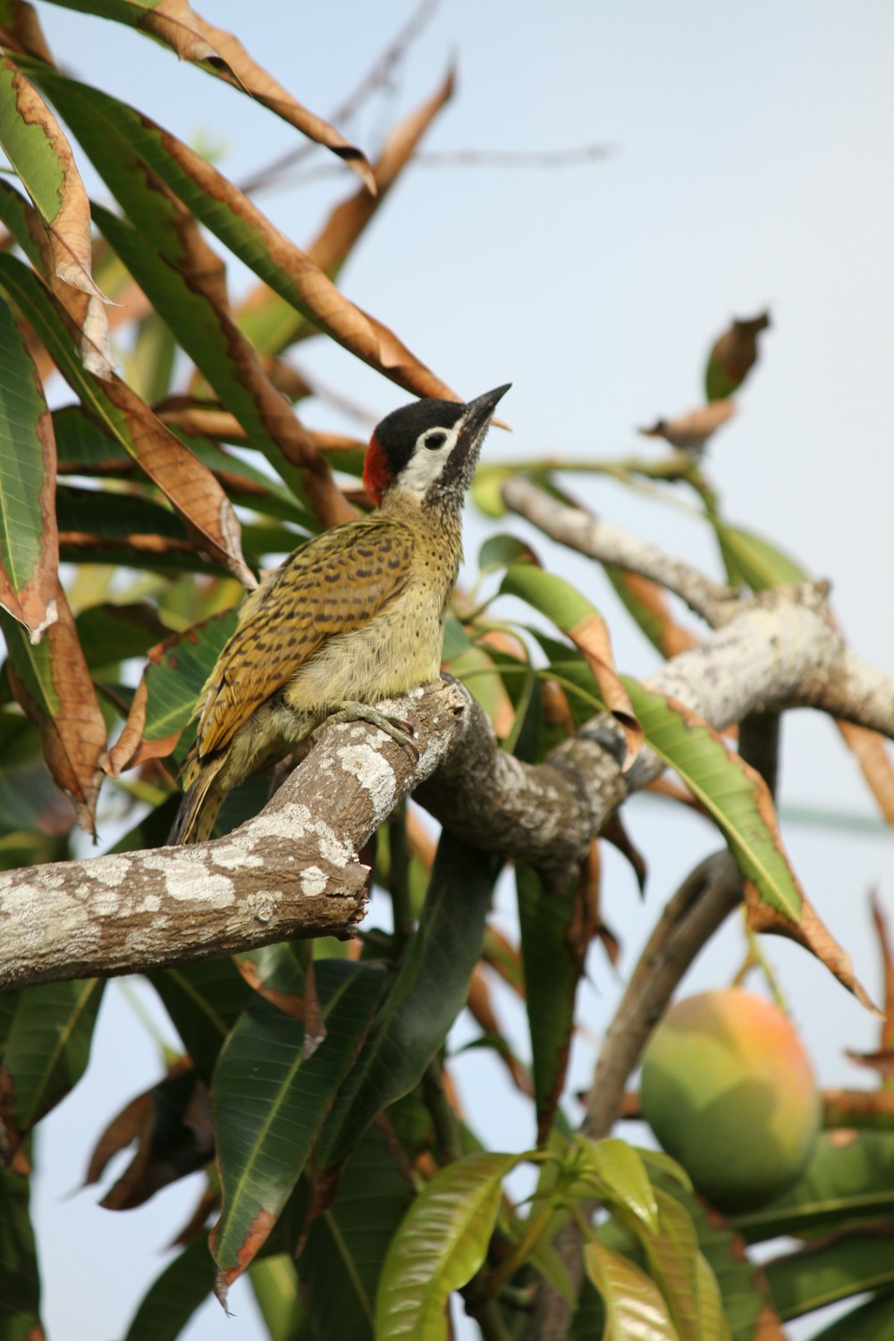 a bird sitting on a tree branch with its mouth open