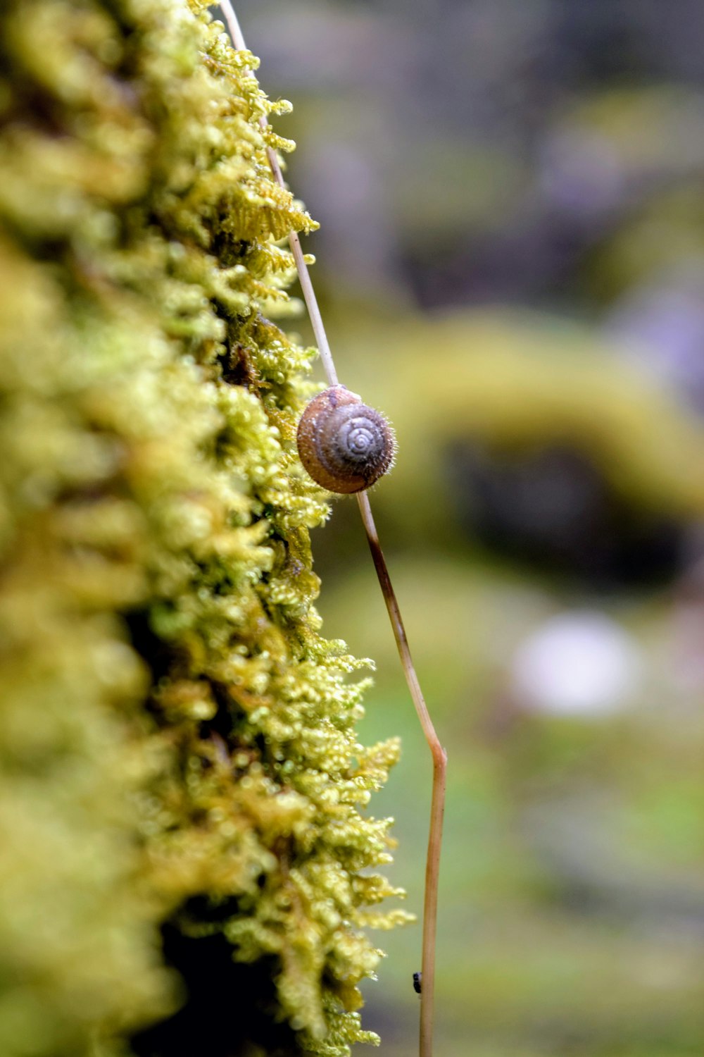 a snail crawling on a mossy wall