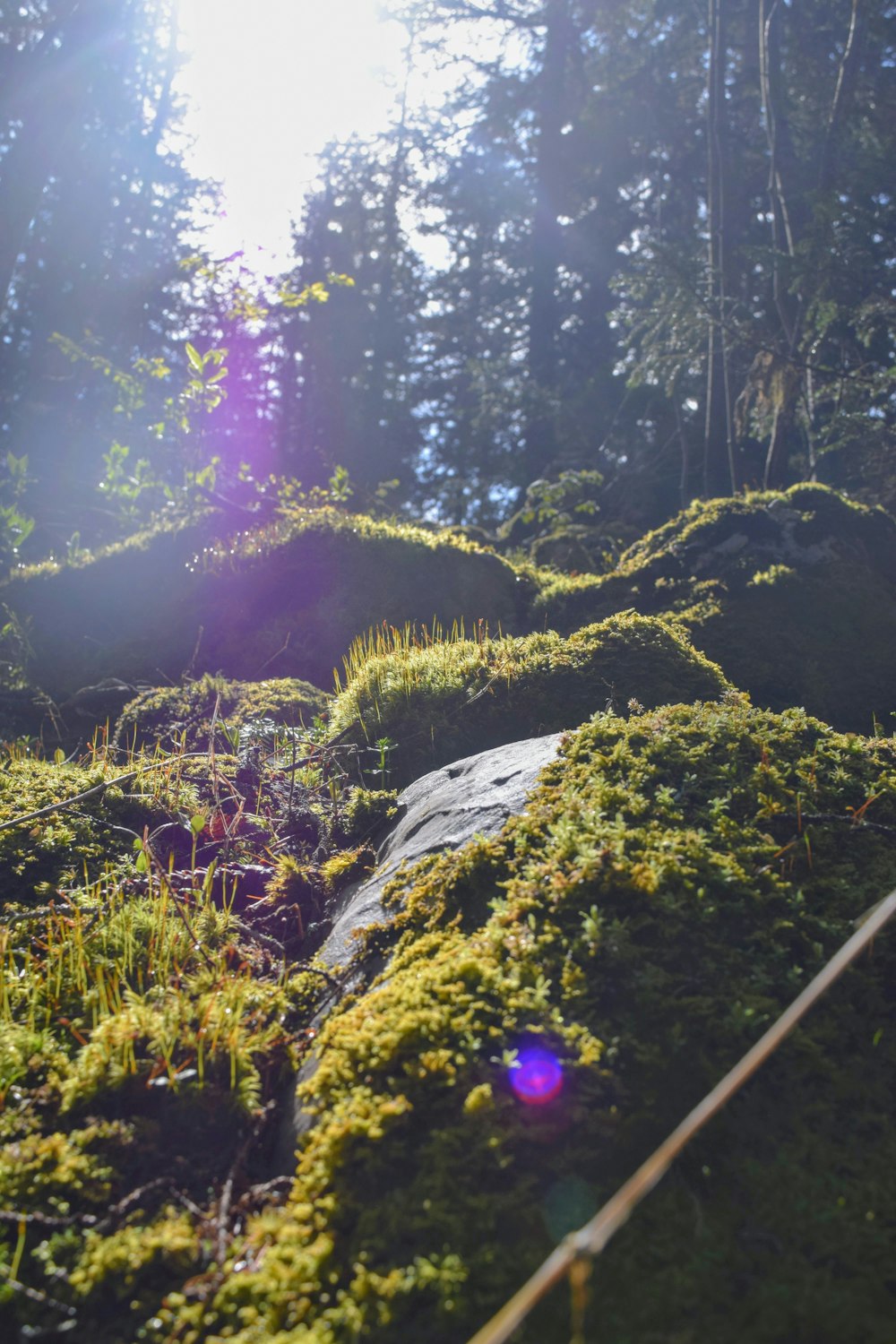 the sun shines on the mossy rocks in the woods