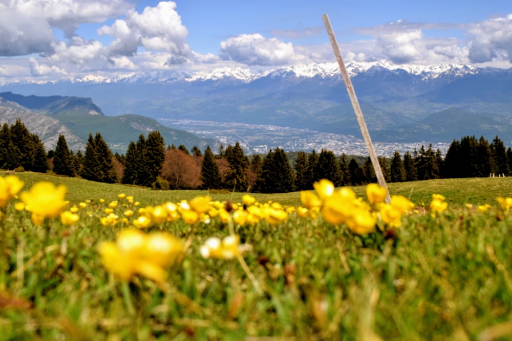 a field with yellow flowers and mountains in the background