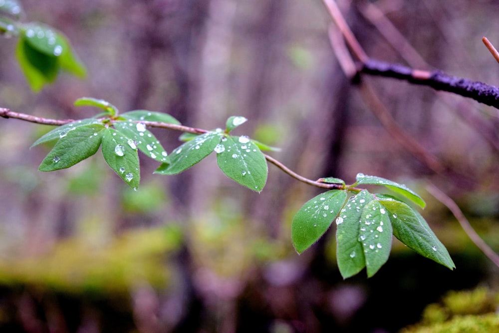 a tree branch with water droplets on it
