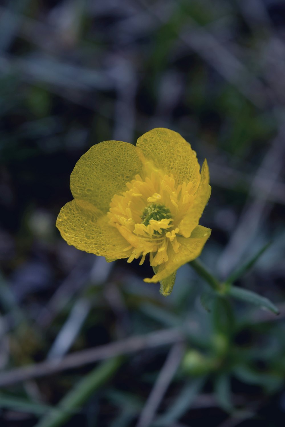 a small yellow flower with a green center