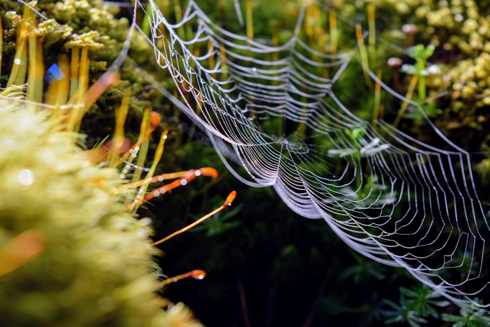 a close up of a spider web on a tree