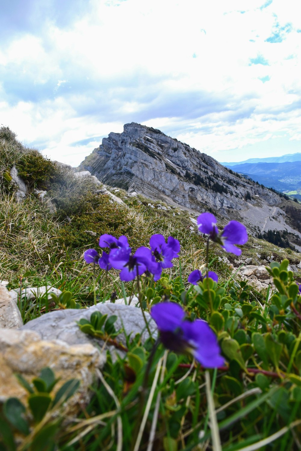 purple flowers growing on the side of a mountain