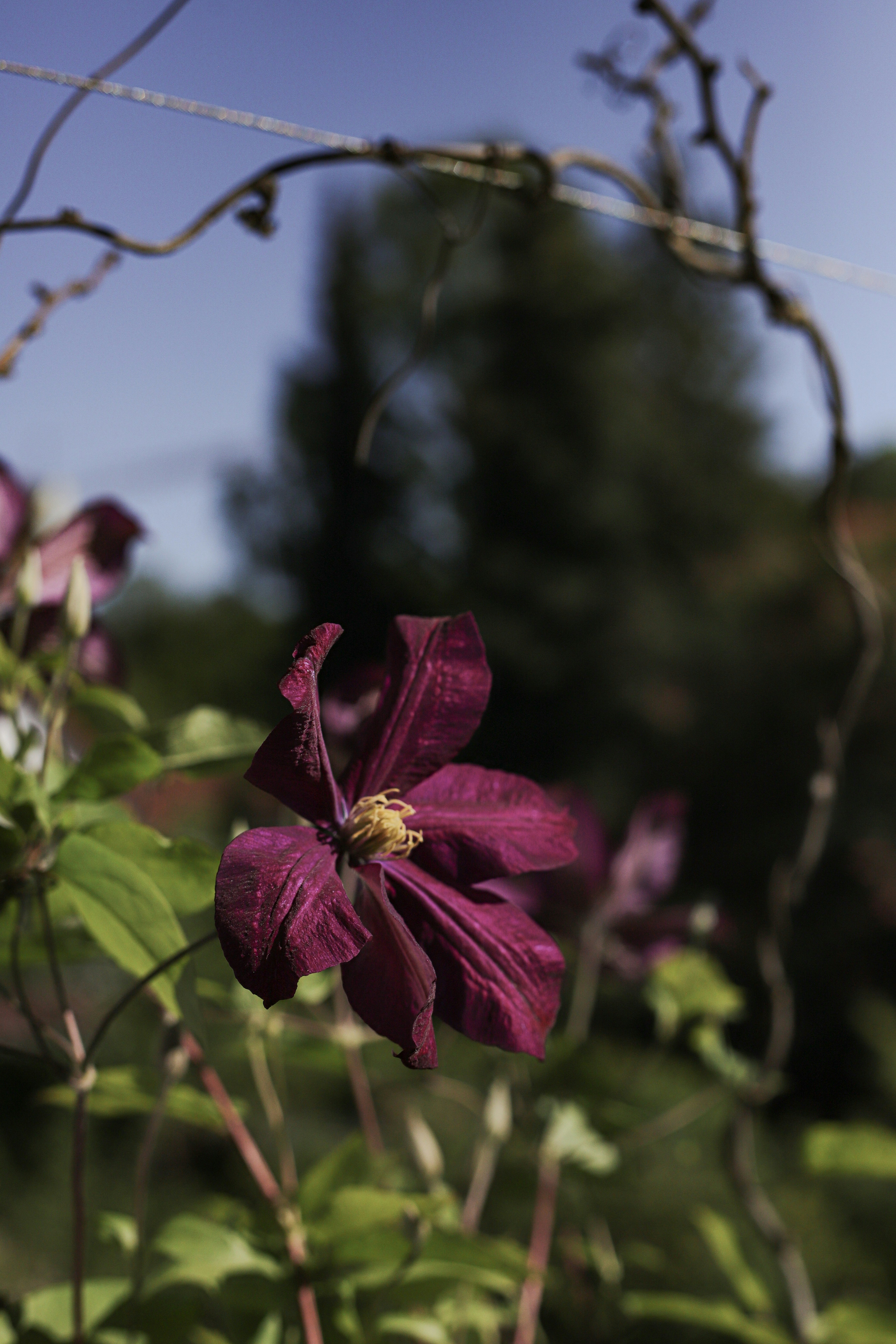 a close up of a purple flower on a plant