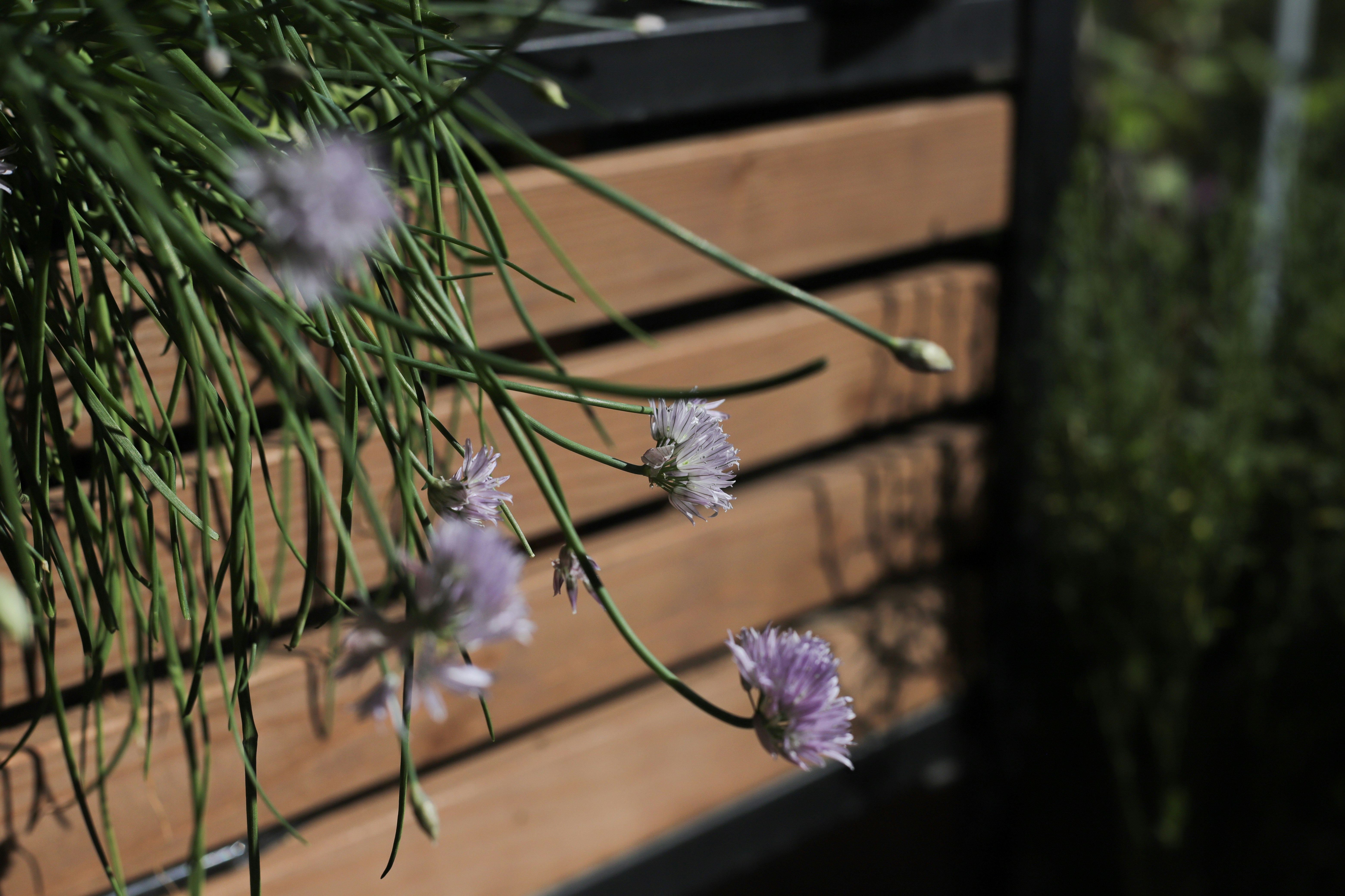 a close up of some flowers on a bench