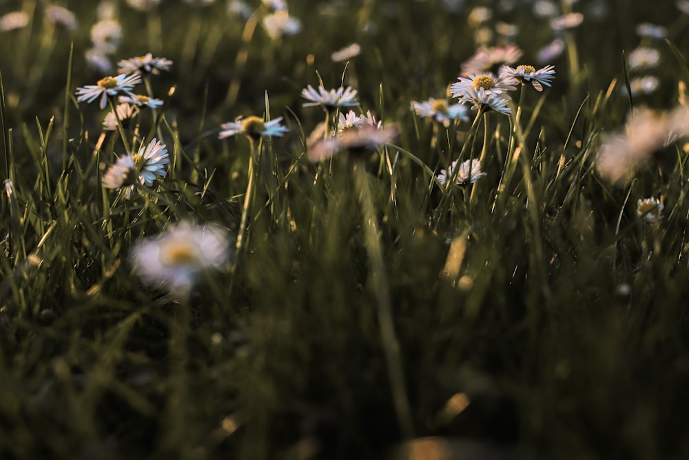 a bunch of daisies in a field of grass