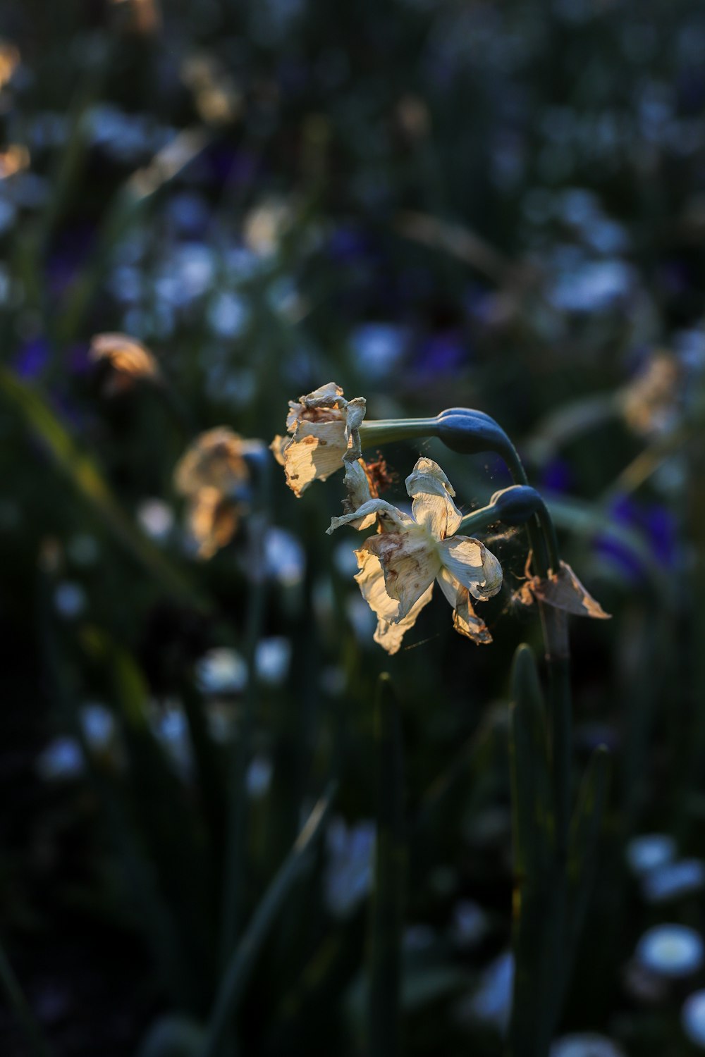 a bunch of flowers that are in the grass