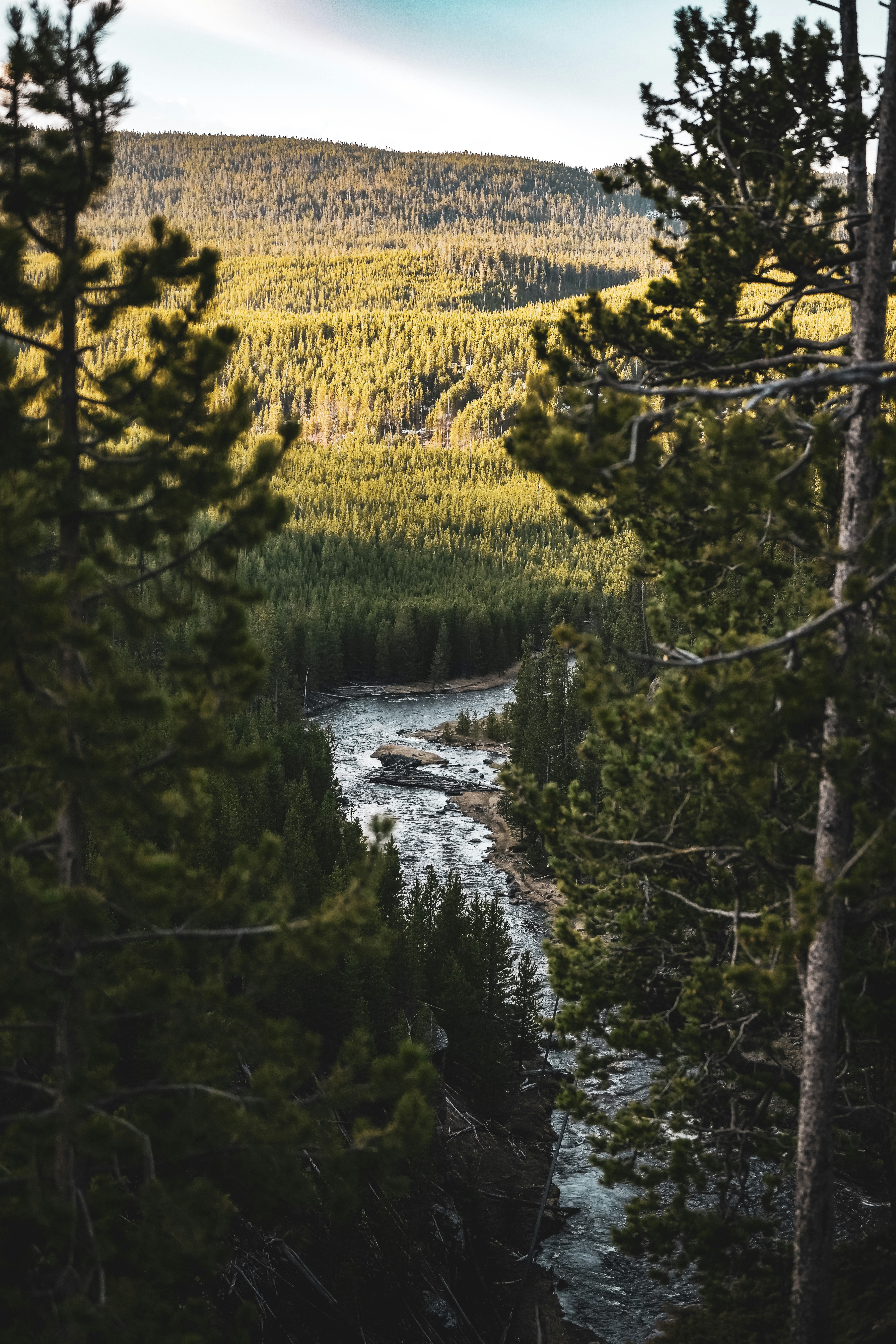 a river running through a lush green forest
