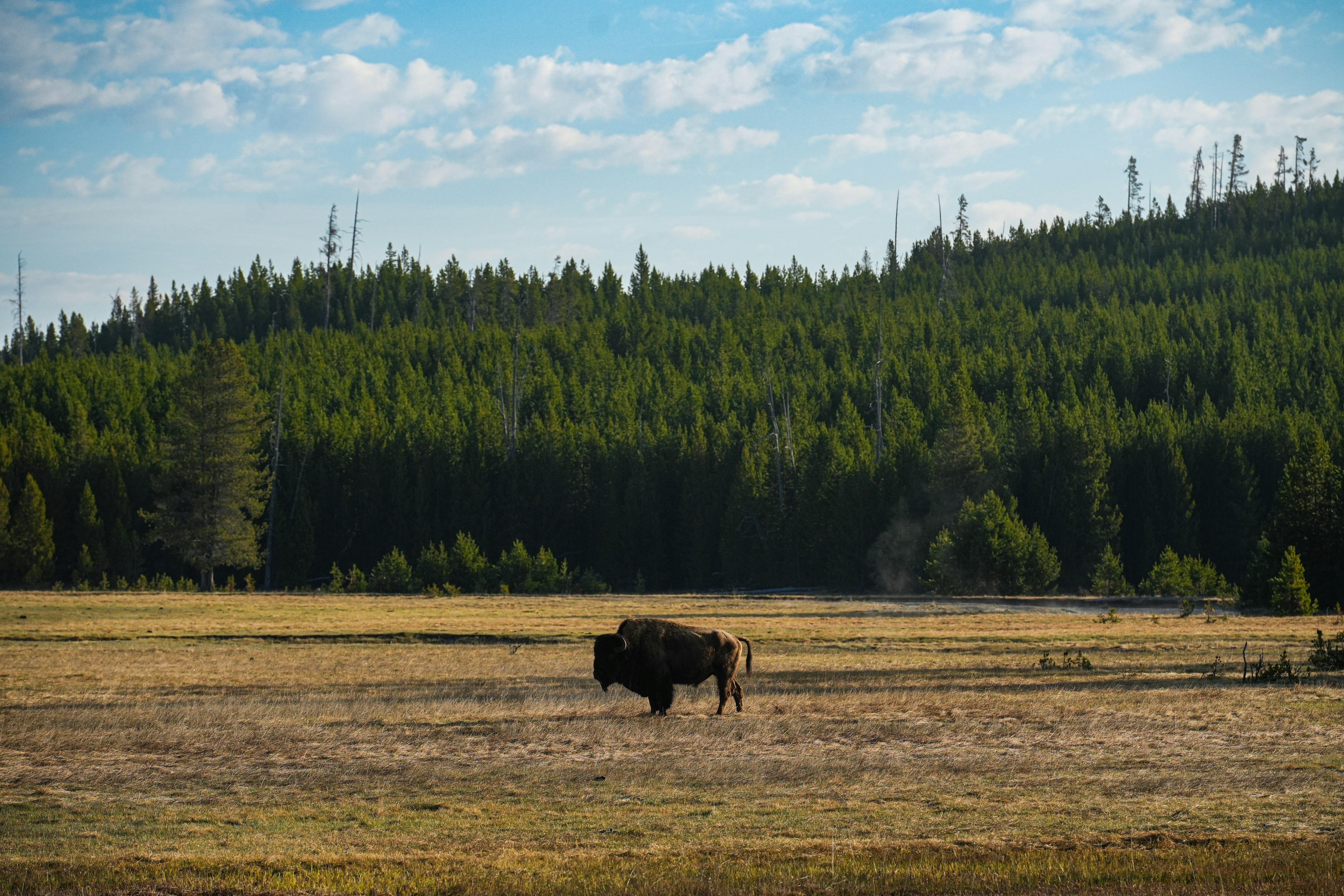 a bison standing in a field with trees in the background, 