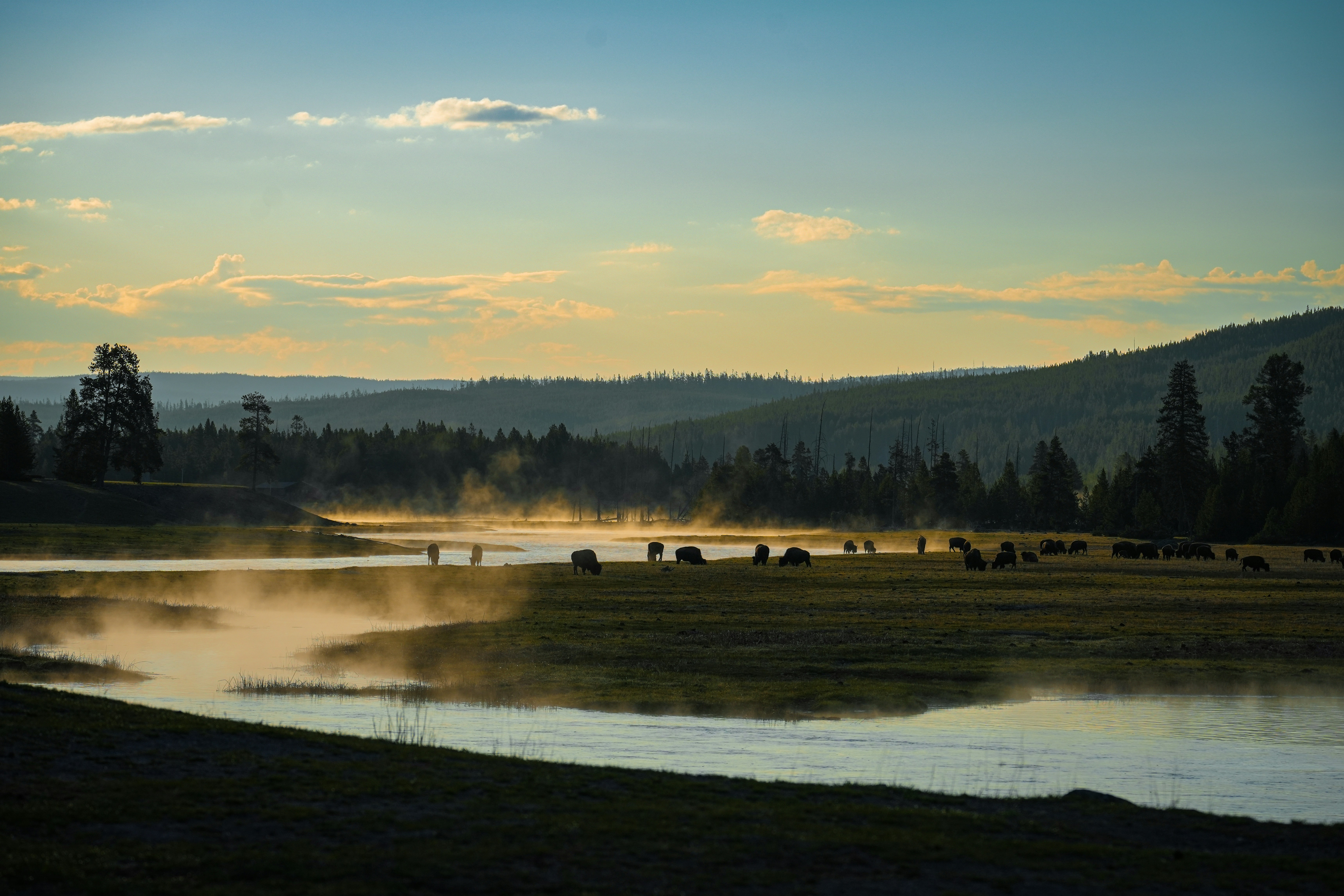 a herd of animals standing on top of a grass covered field