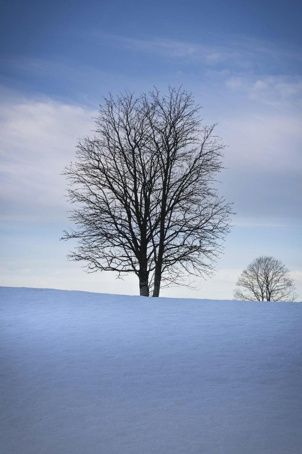 Un arbre solitaire se dresse au milieu d’un champ enneigé
