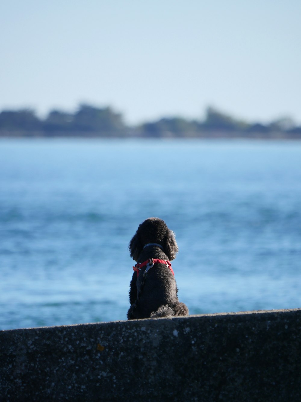 a black dog sitting on top of a cement wall next to the ocean