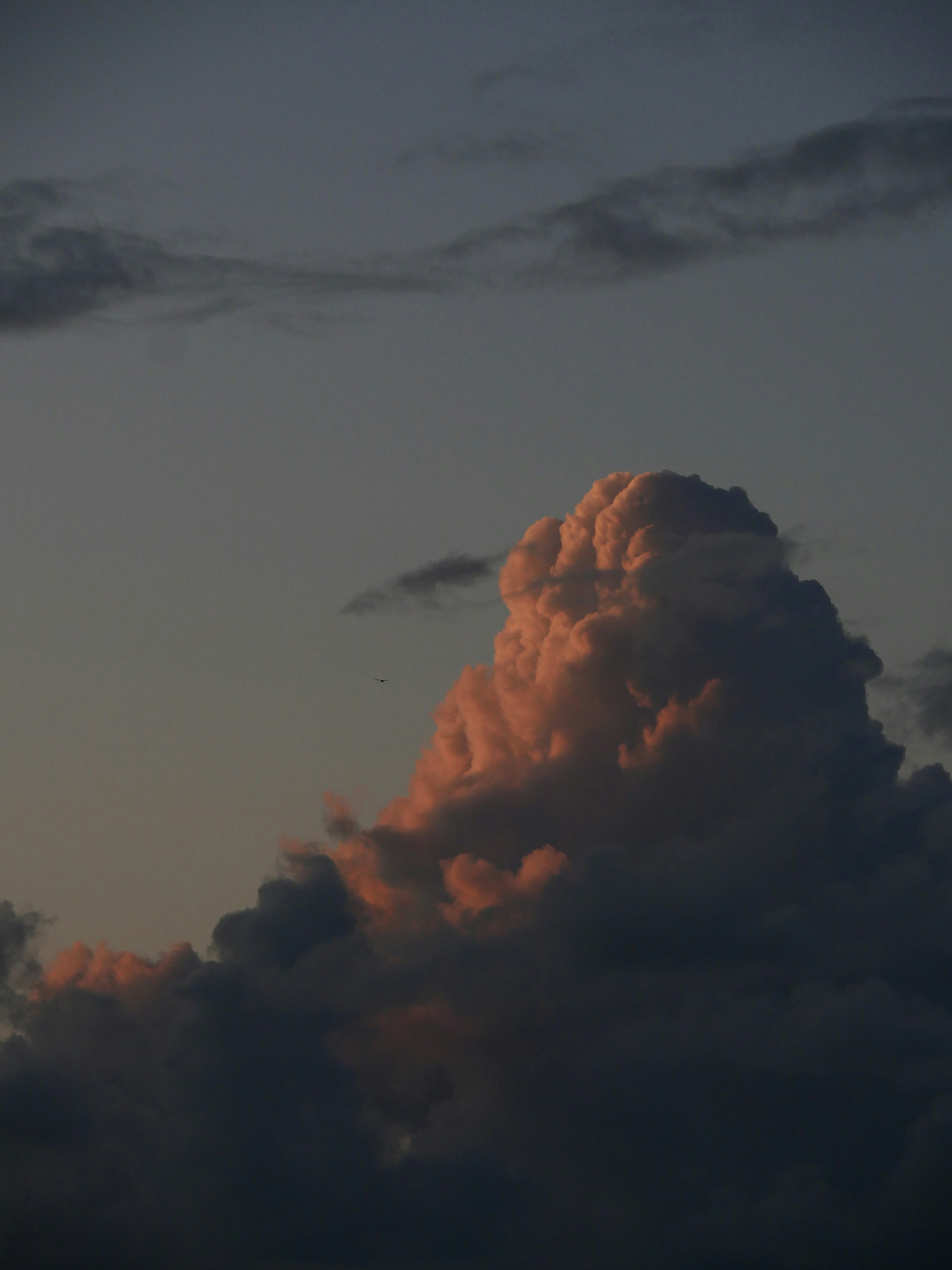 Photo by nimbus_vulpis