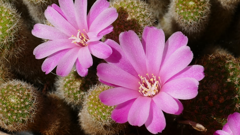 a close up of a pink flower on a cactus
