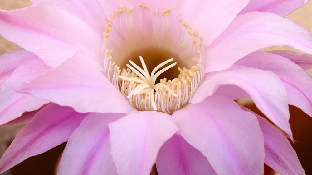 a large pink flower with a yellow center