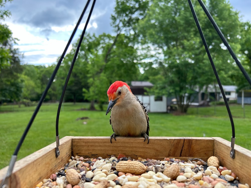 a bird sitting on top of a bird feeder