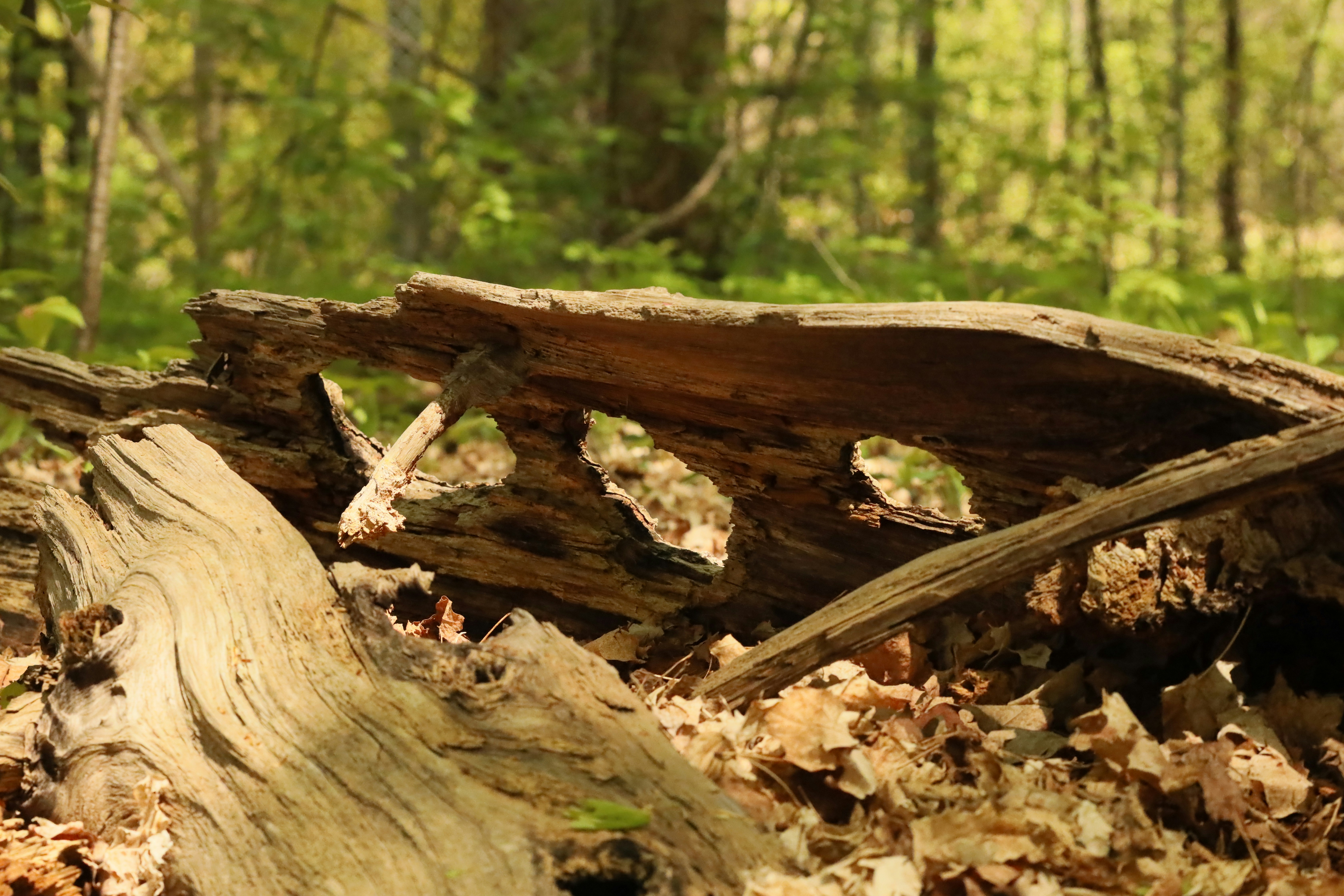 Photo by richardworks