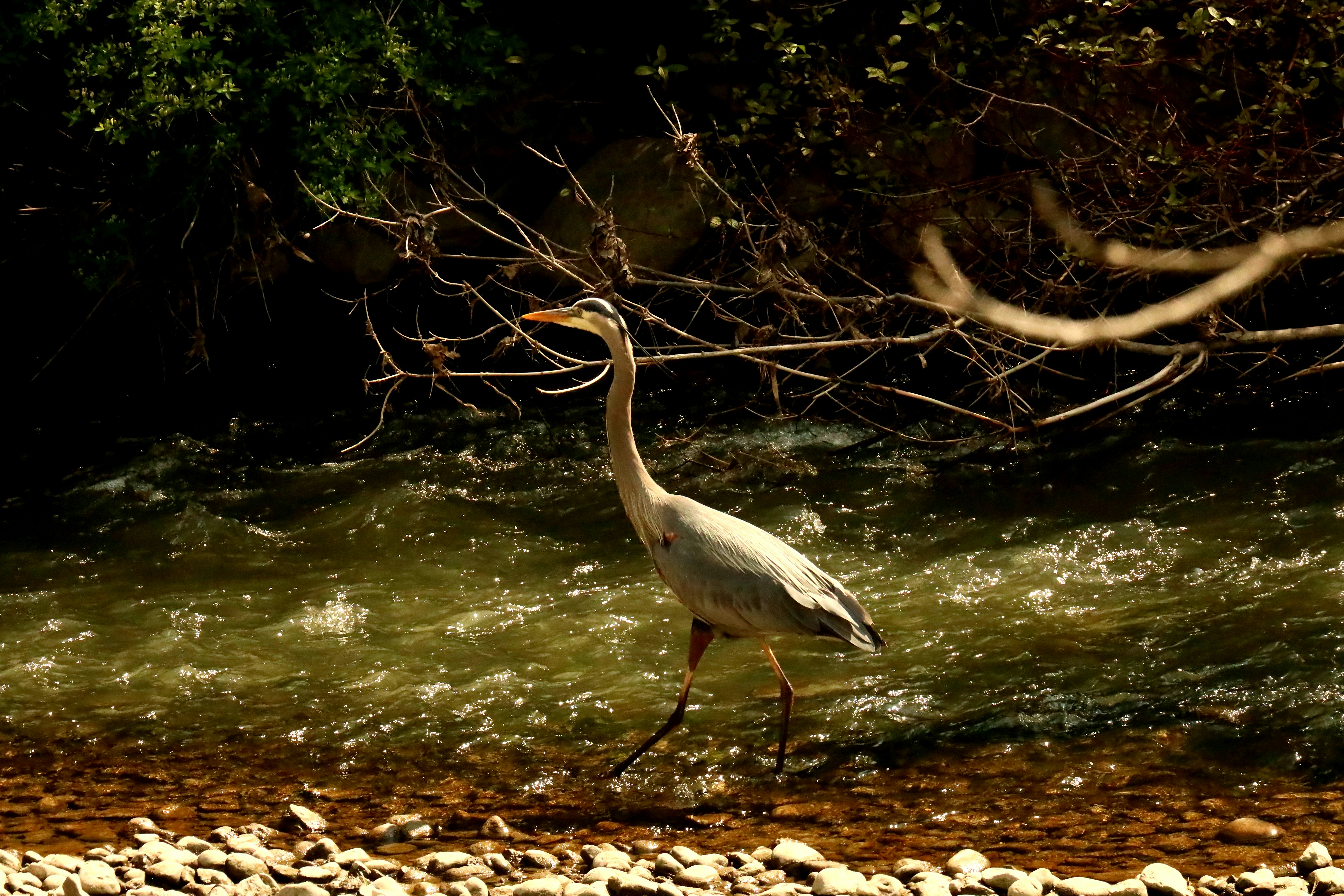 A large bird walking across a river next to a forest photo – Free Land ...