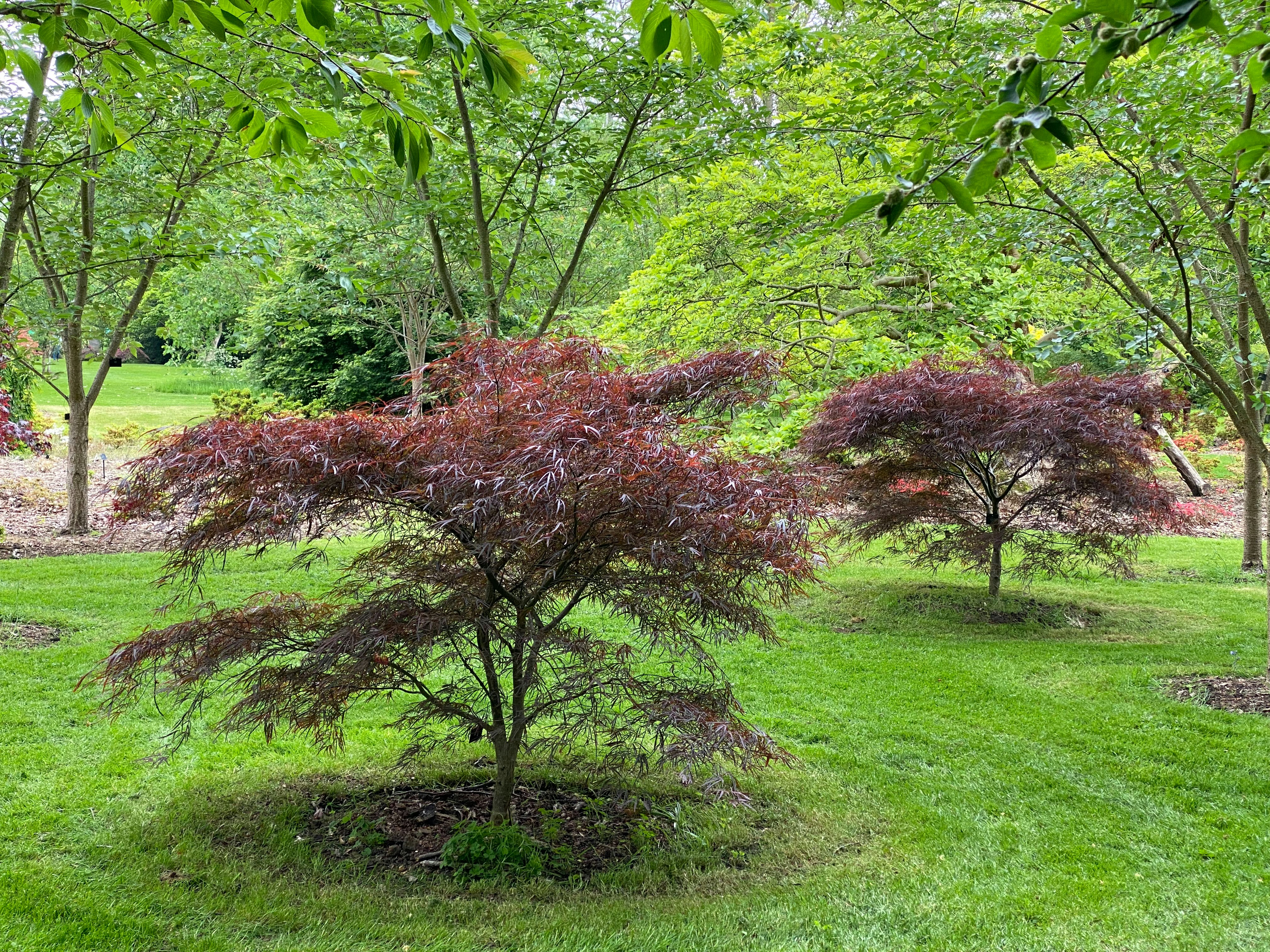 Japanese Maple