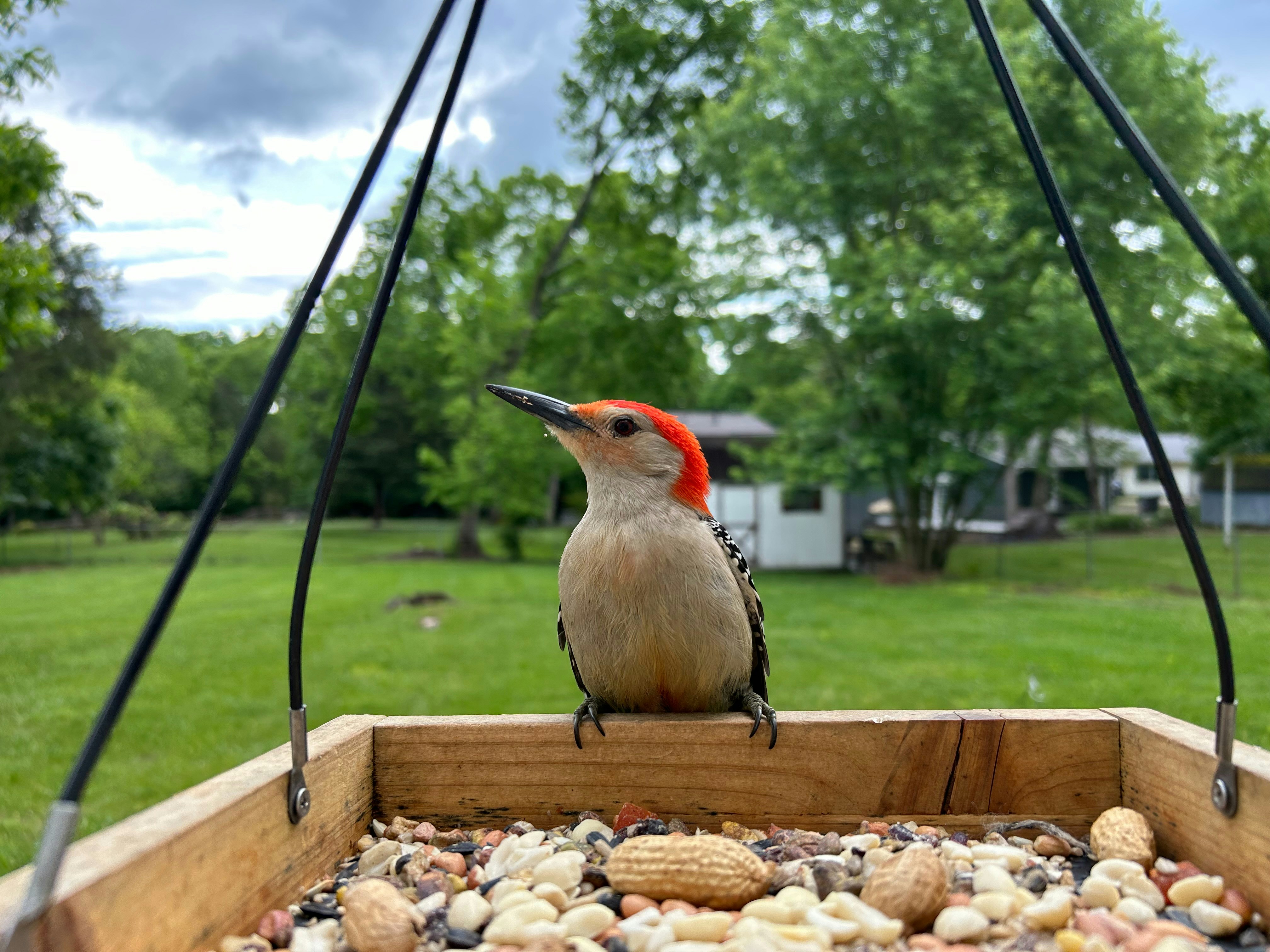 a bird sitting on top of a bird feeder