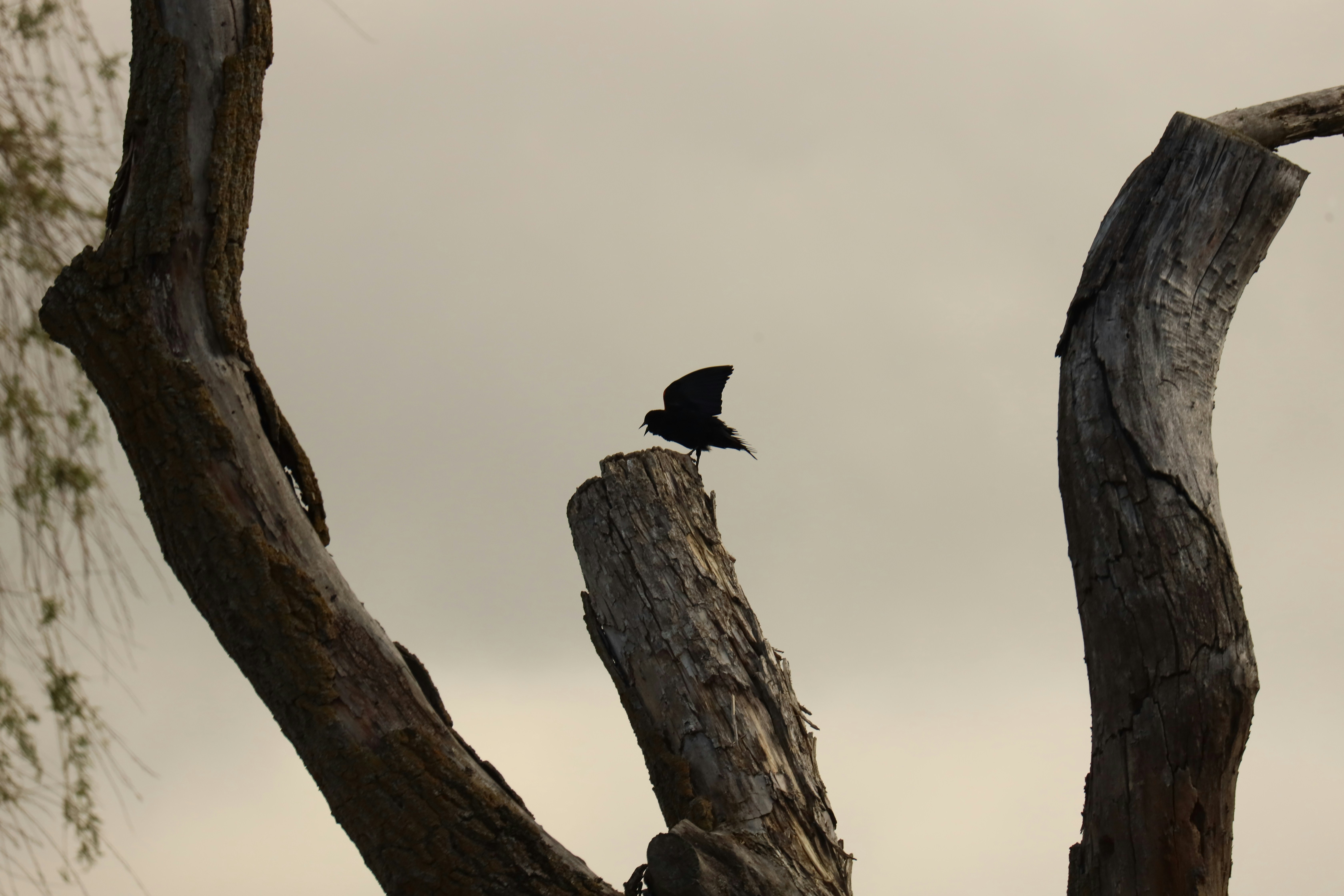 Photo by richardworks