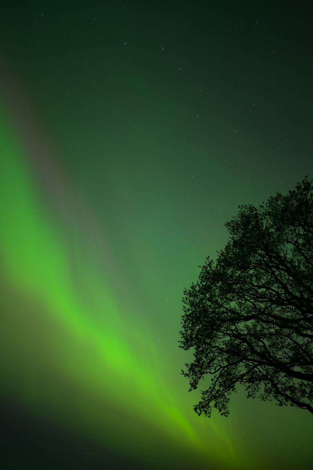 a tree with a green light in the sky
