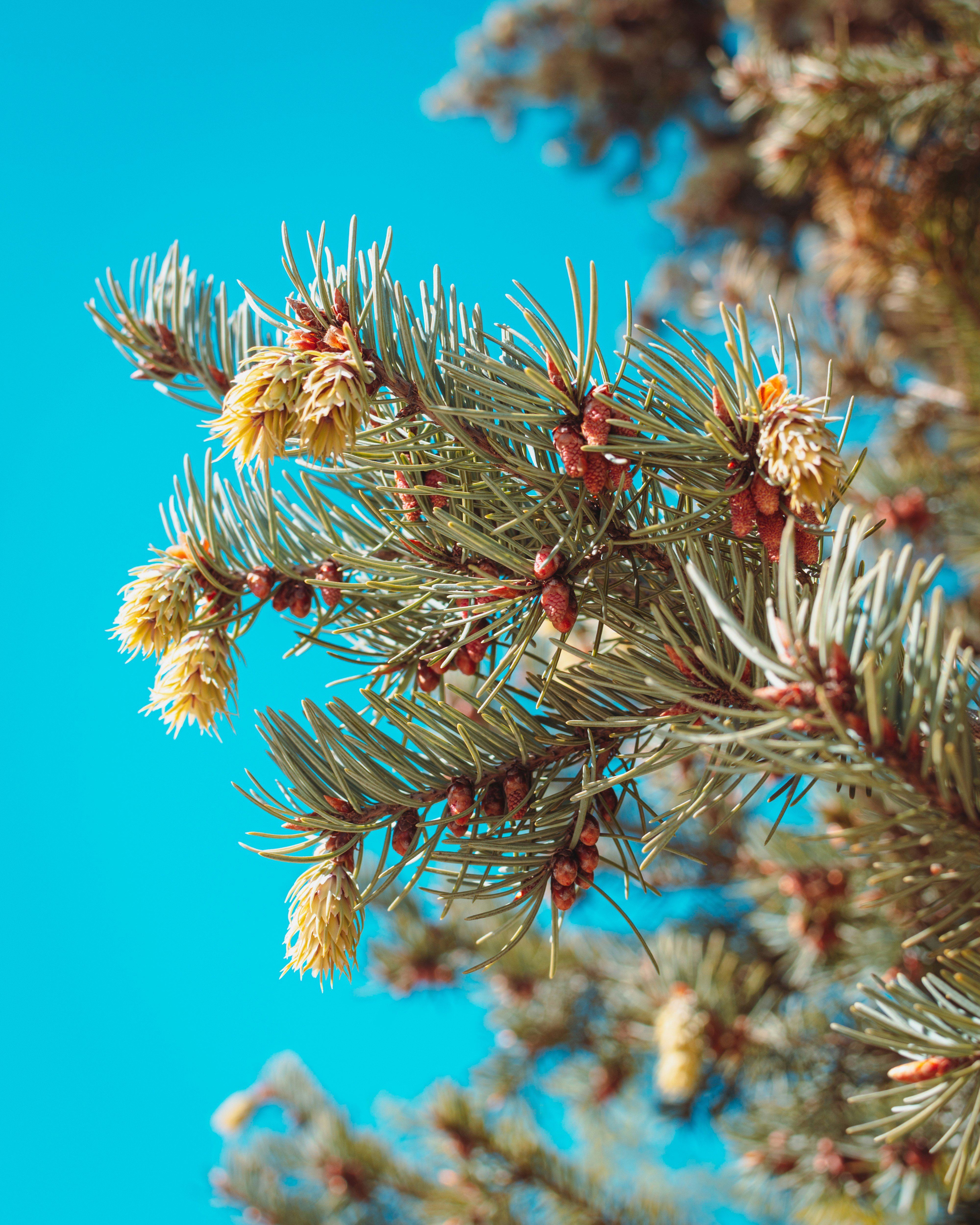Un primer plano de la rama de un pino