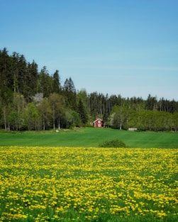 a field of yellow flowers with a red house in the background