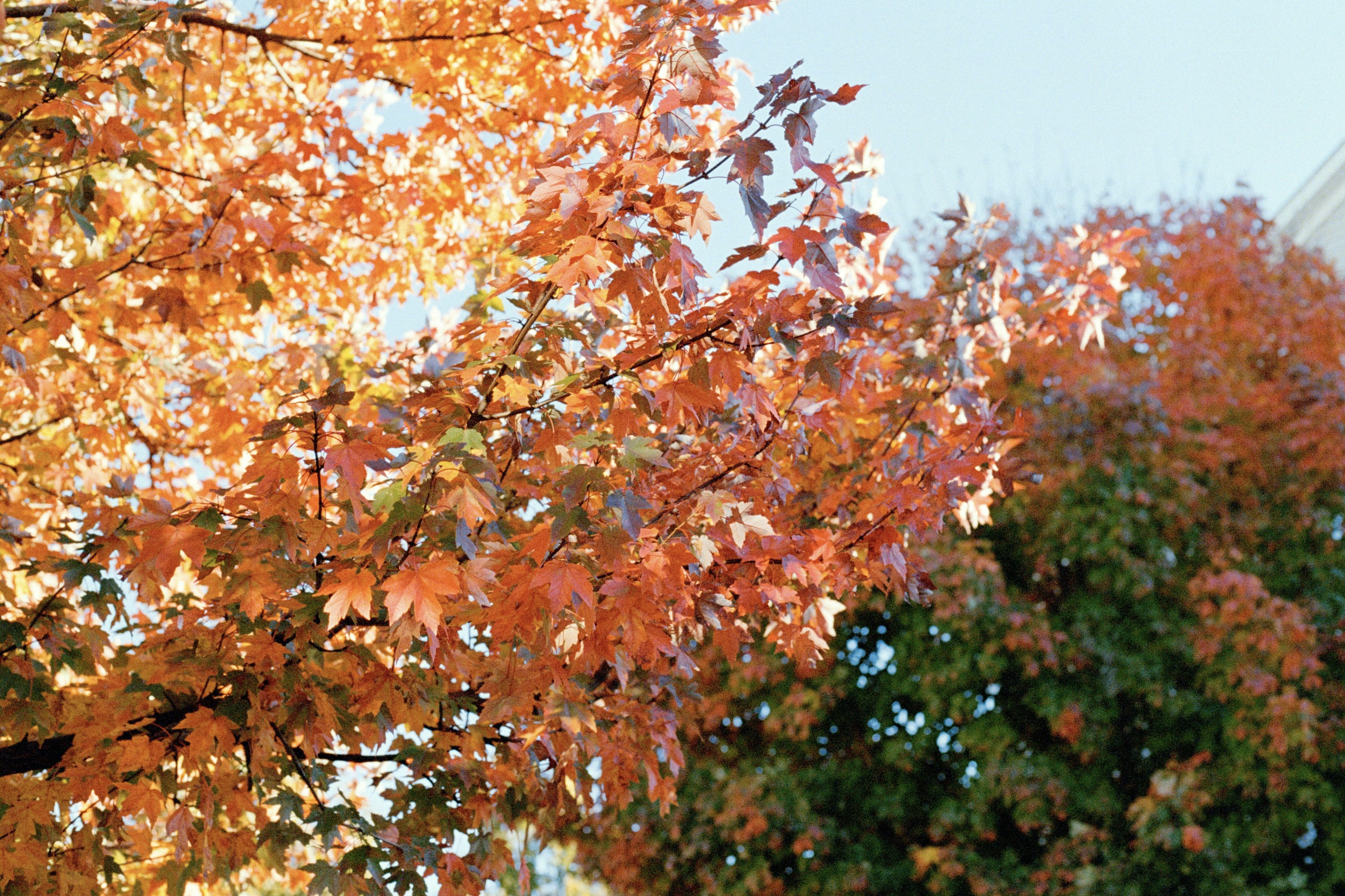 Photo by lillybranks