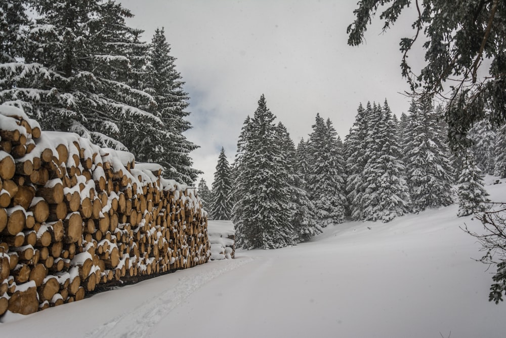 a large pile of logs sitting in the middle of a snow covered forest