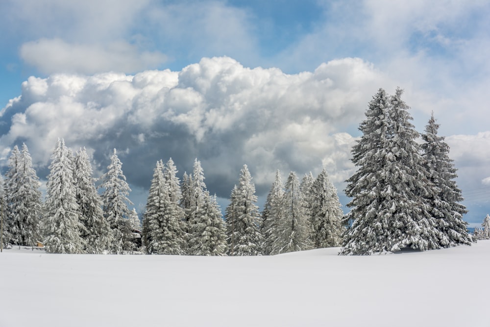 Un paisaje nevado con árboles y nubes de fondo