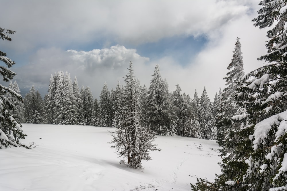 a snowy landscape with trees and clouds in the background