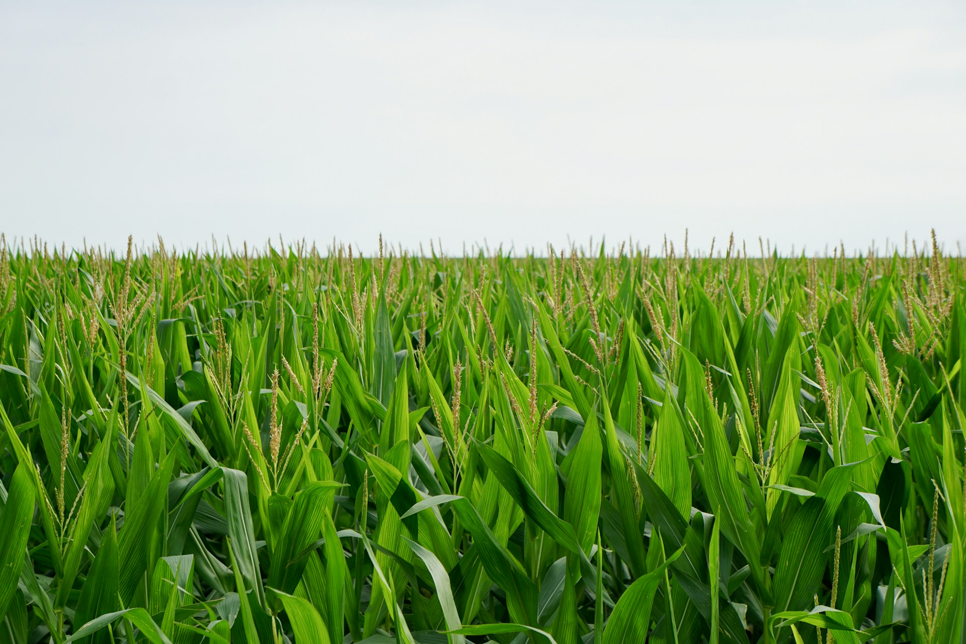 a field of green grass with a sky in the background