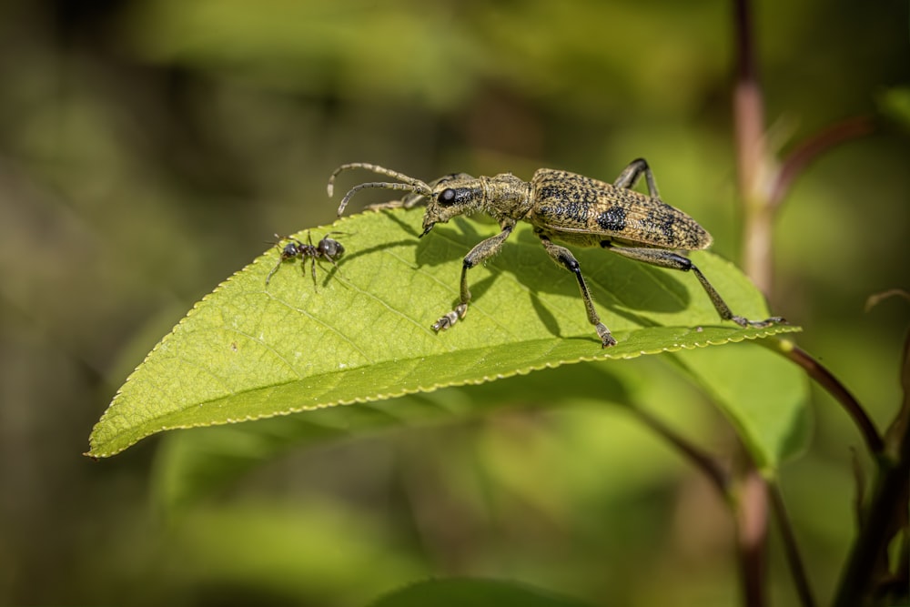 a couple of bugs sitting on top of a green leaf