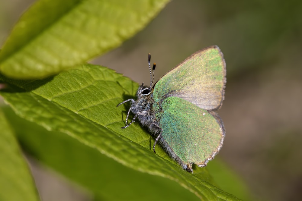 a close up of a butterfly on a leaf