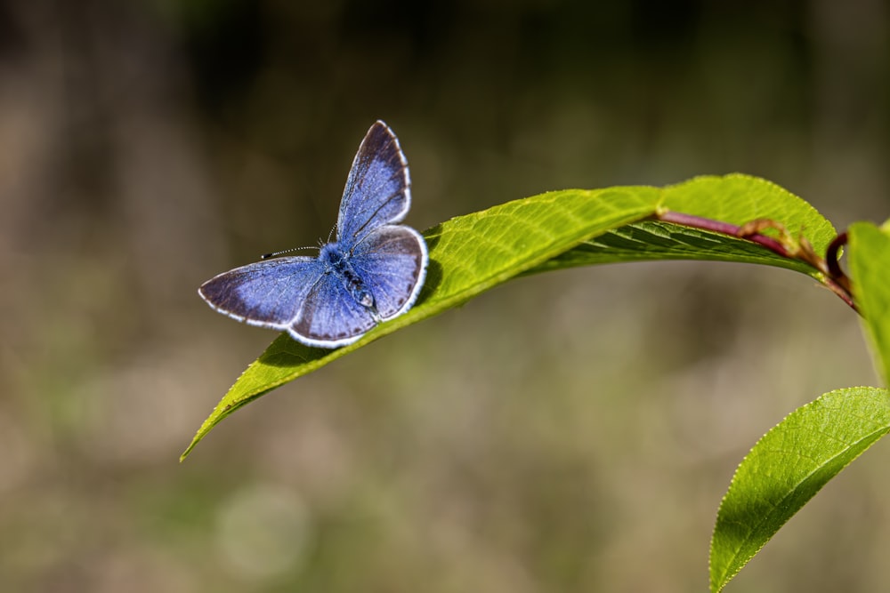 a blue butterfly sitting on top of a green leaf