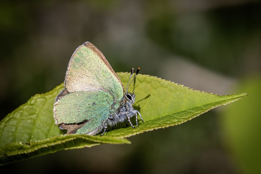 a green and blue butterfly sitting on a green leaf