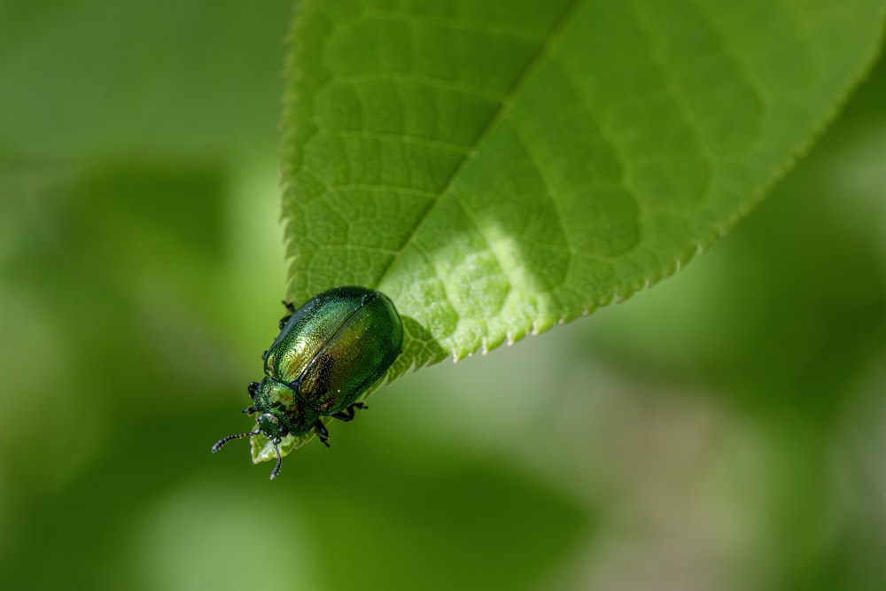 a green bug sitting on top of a green leaf