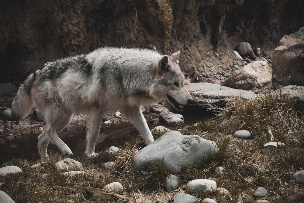 a wolf walking on a rocky hillside next to a body of water