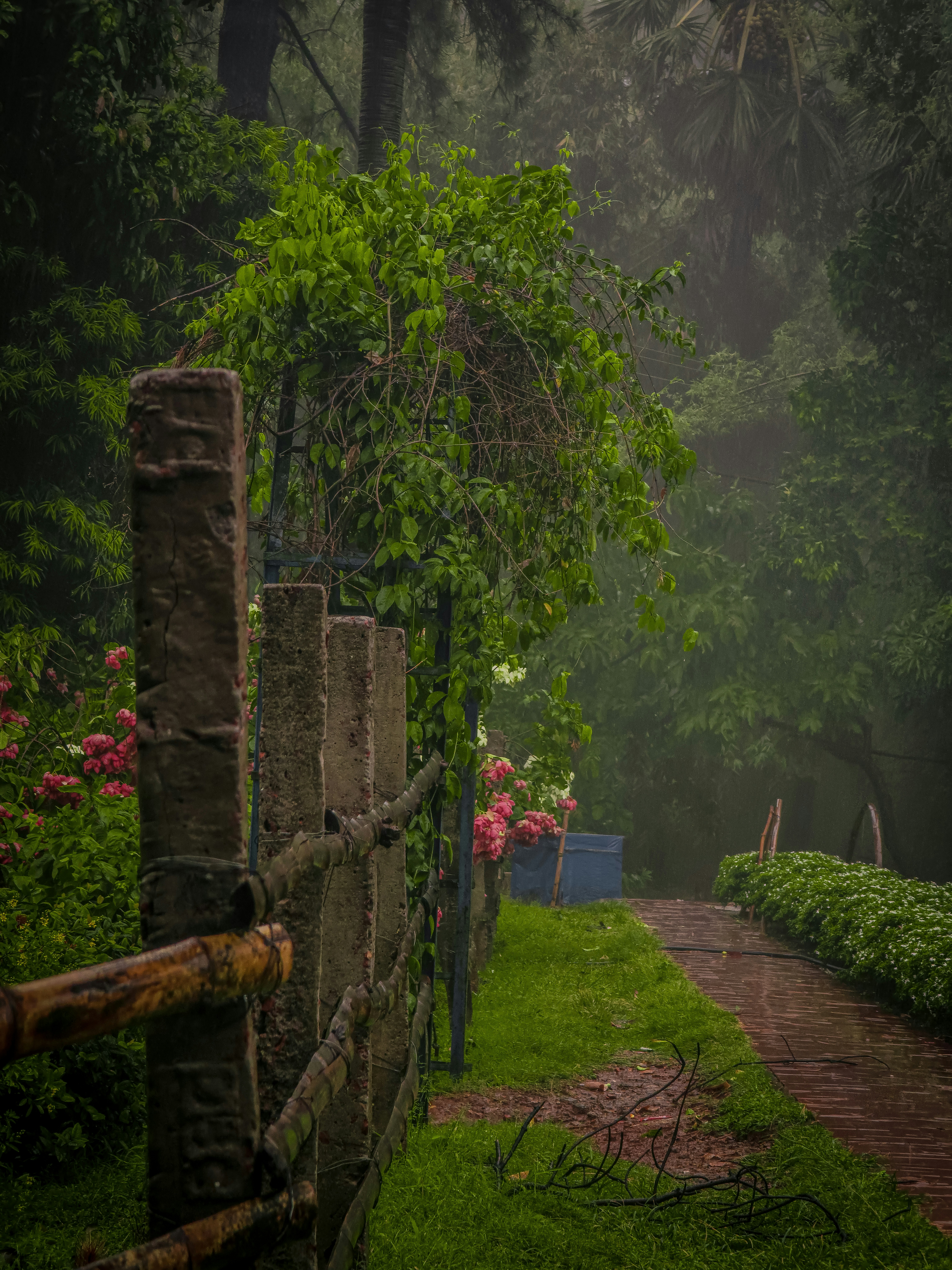 750+ Green Nature Pictures | Download Free Images on Unsplash, image size:3000x4000