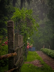a path through a lush green forest in the rain