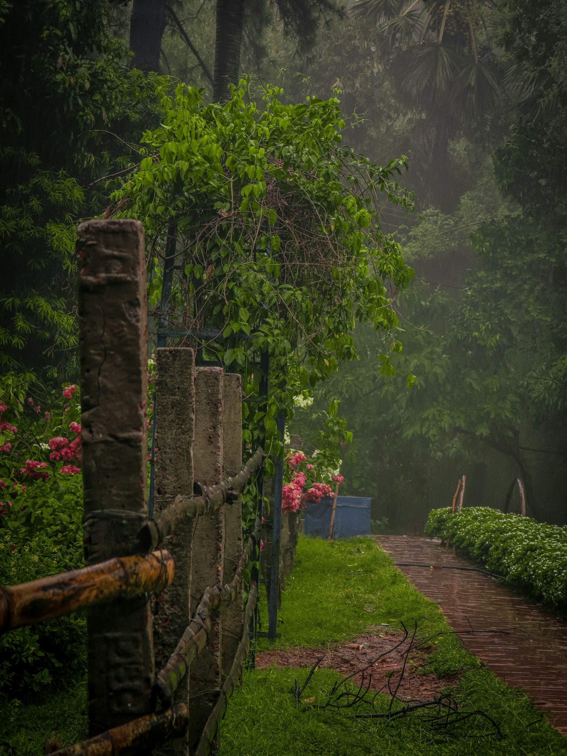 a path through a lush green forest in the rain