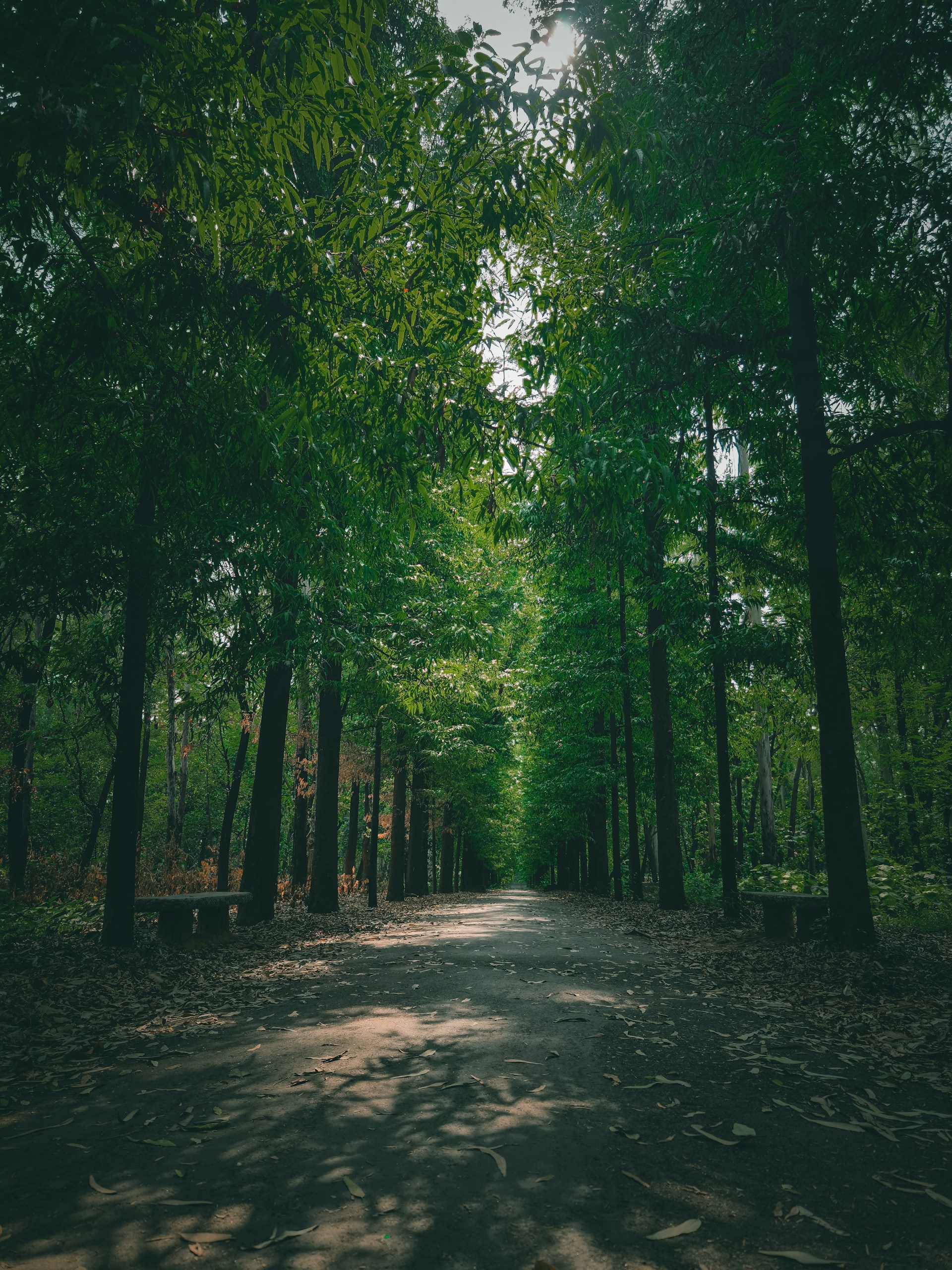a dirt road in the middle of a forest