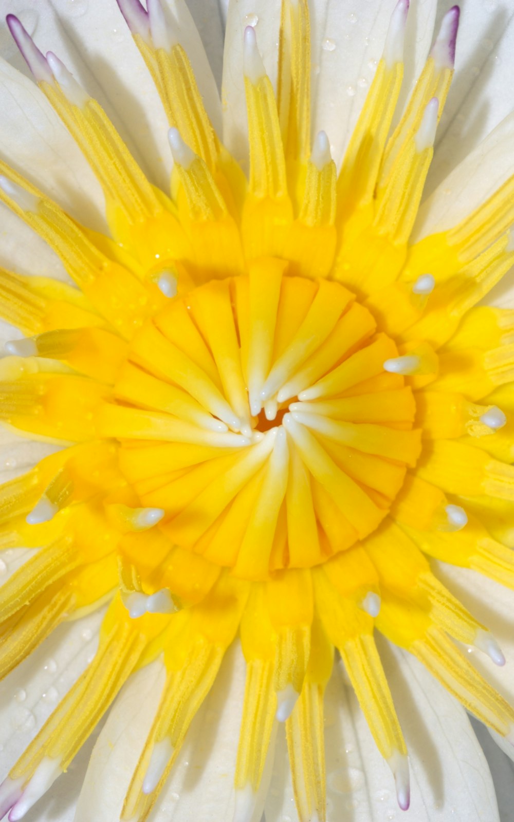 a white and yellow flower with drops of water on it