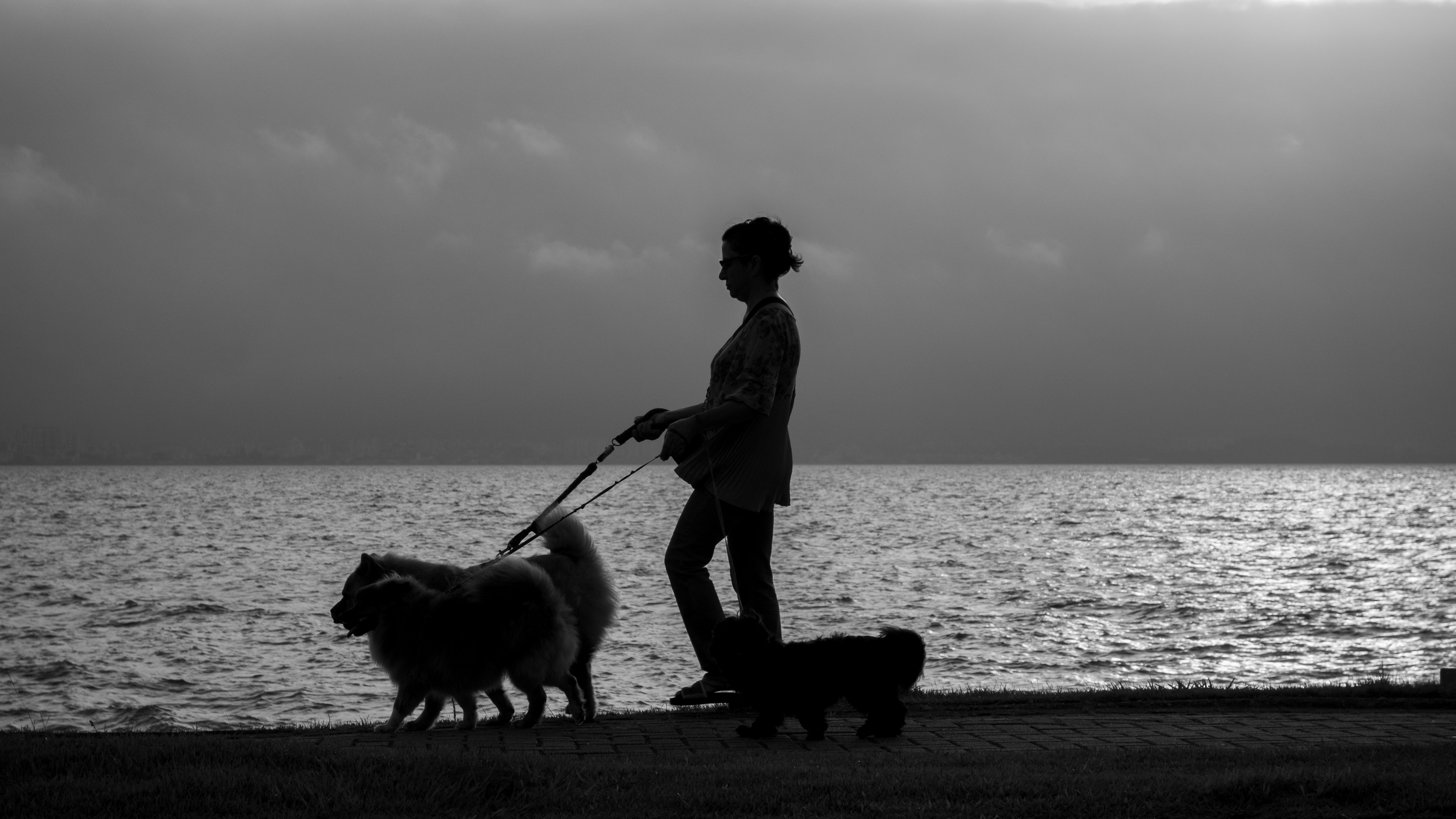 a woman walking two dogs on a leash